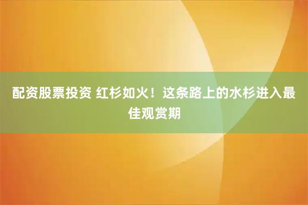 配资股票投资 红杉如火!这条路上的水杉进入最佳观赏期